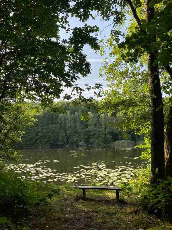 Rauhallinen metsämaisema järven äärellä pehmeässä valossa